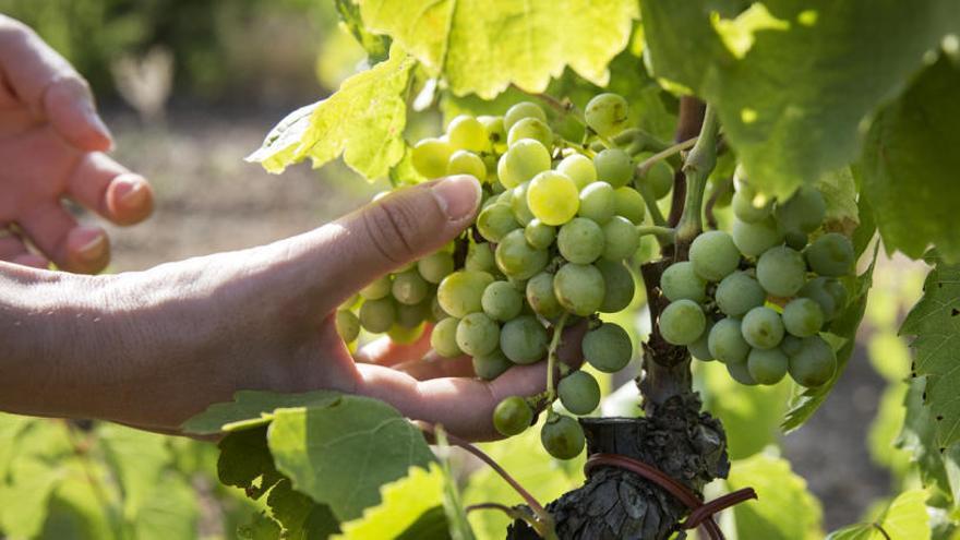 Marató de tasts de vins a Peralada en benefici de la Fundació Oncolliga Girona