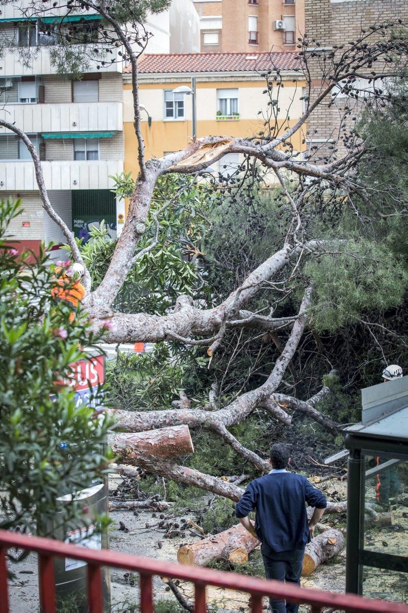 Imágenes de la caída de un árbol en la Calle Rioja