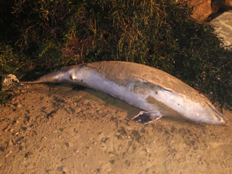 Aparece un delfín muerto en Torrevieja