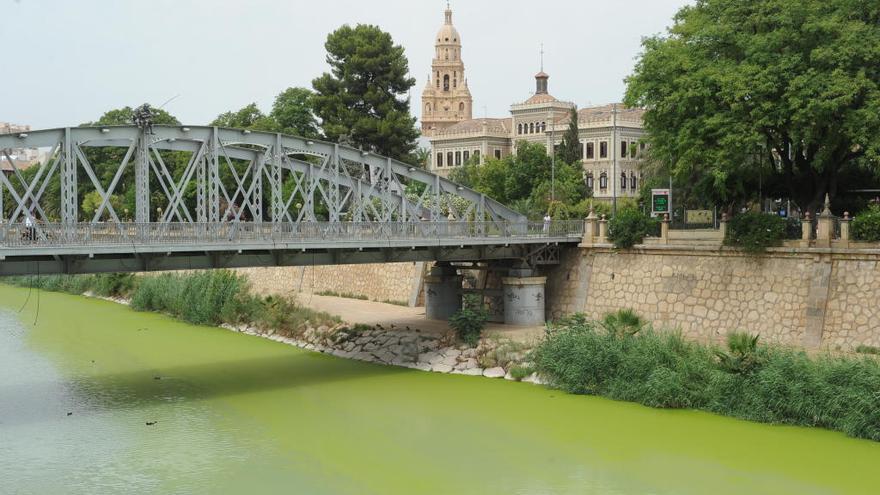 El río Segura, verde a su paso por Murcia