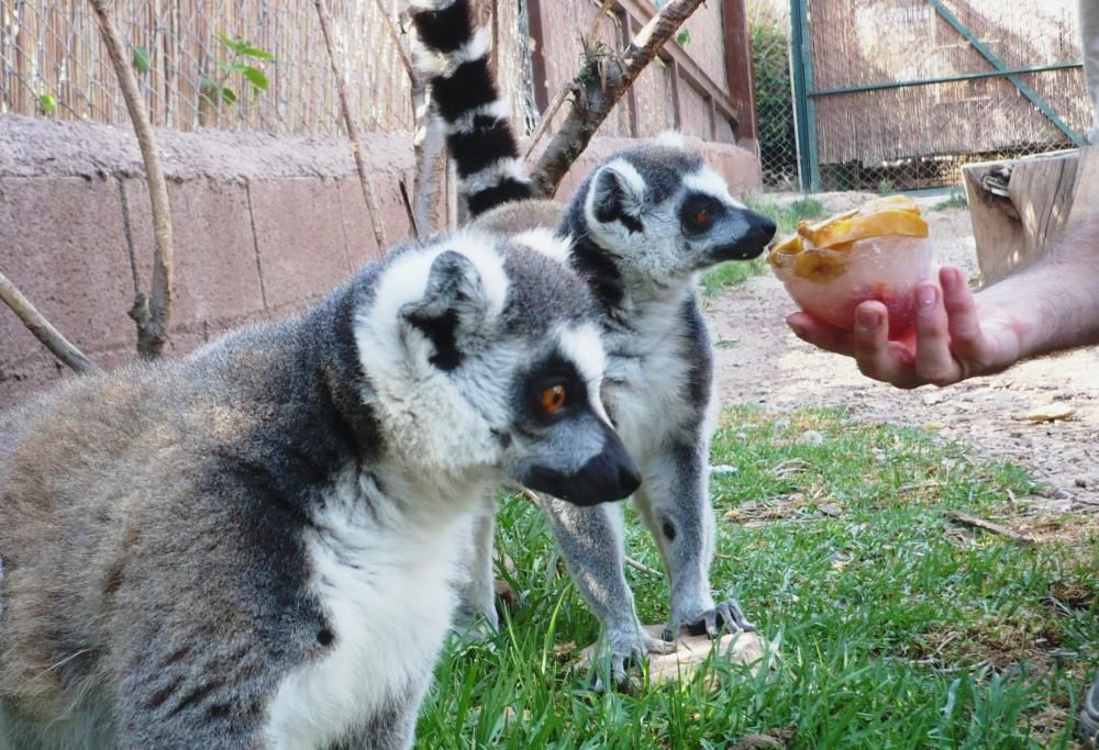 Los animales comen helado en Terra Natura