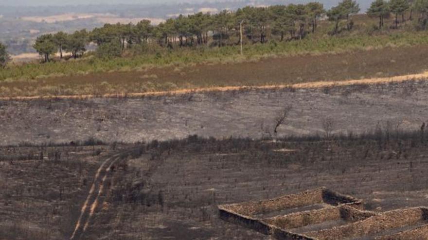 Los incendios de Losacio y Losacino se mantienen en nivel 1