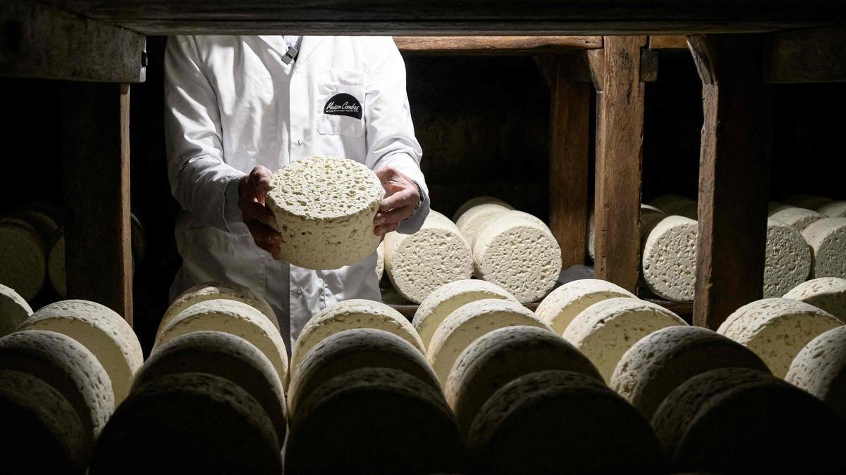 Bernard Roques, maestro afinador de Roquefort Société, controla un queso que madura en la bodega.