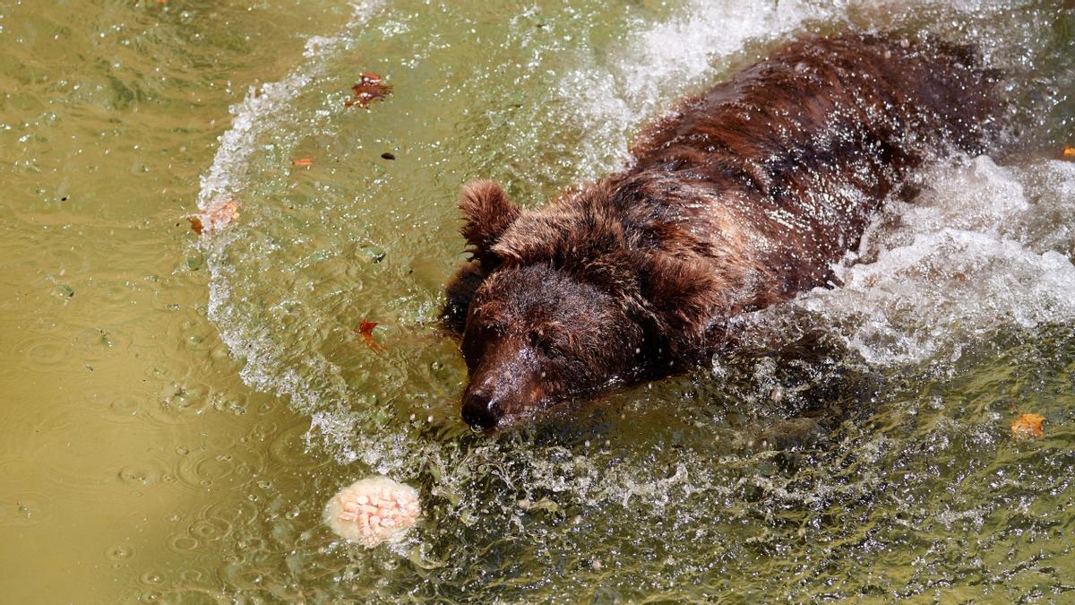 Medidas contra la ola de calor para los animales del Zoo de Barcelona.