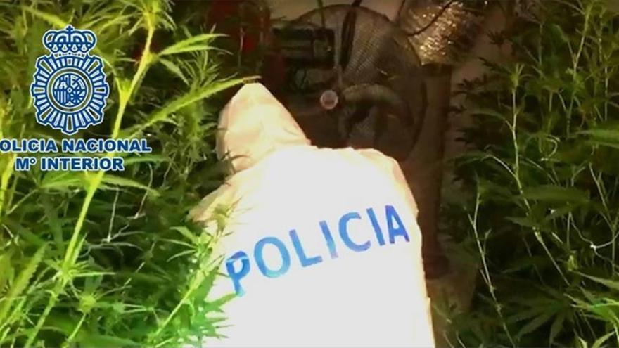 Ingresan en prisión los dos detenidos por el mayor cultivo de marihuana en Córdoba