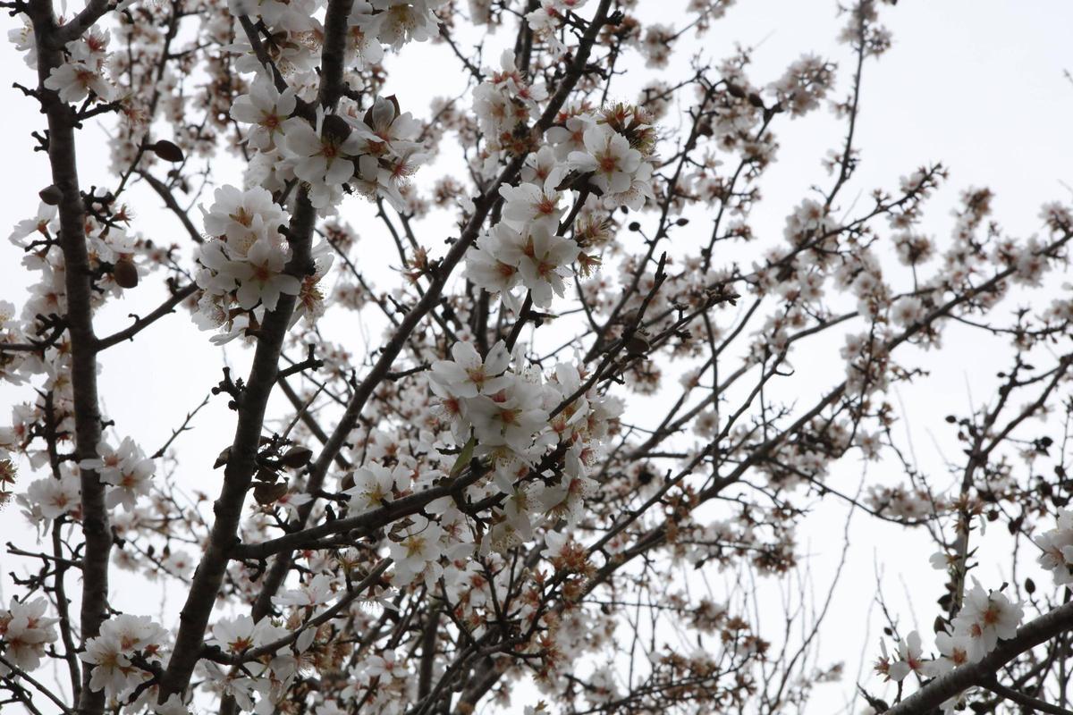 Weiße Pracht auf Mallorca: Die Mandelblüte ist wieder da