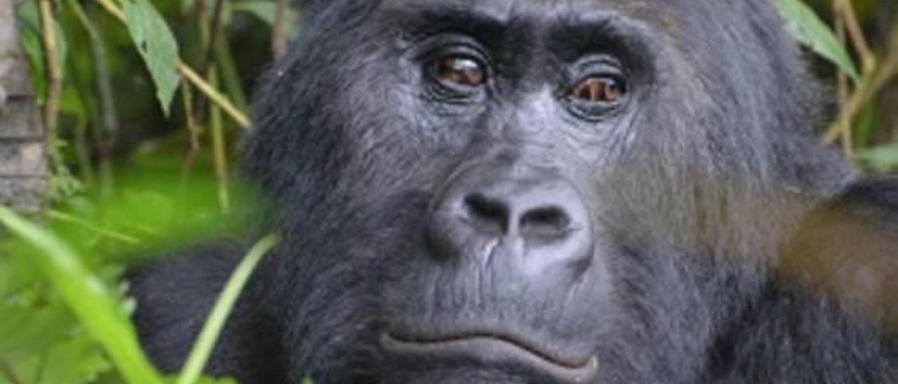 Gorila en peligro de extinción