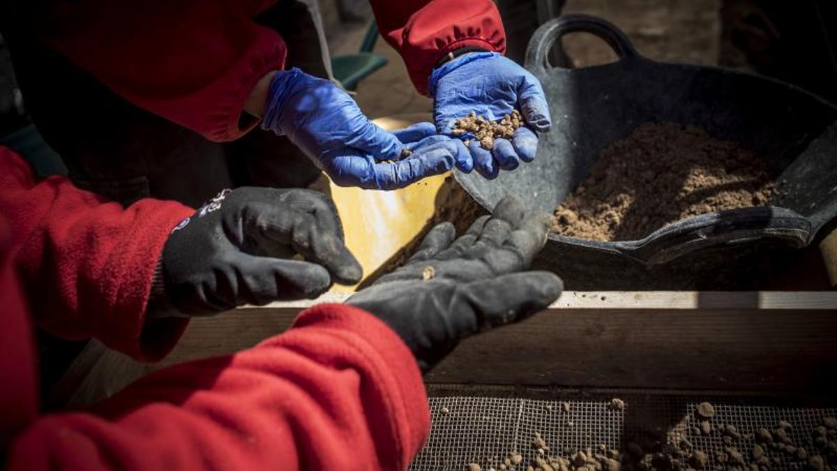 Trabajos de excavación en la fosa común 115 del cementerio de Paterna (València), donde se encuentran los cuerpos de represaliados de la Guerra Civil, el 8 de abril de 2019.