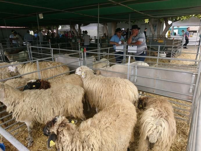 Feria de Ganado 2017 en Arucas