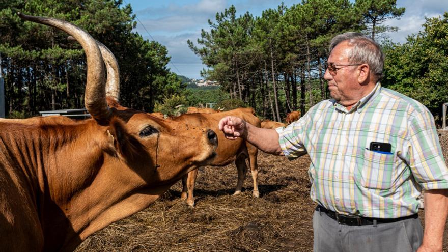 Las &quot;vacas desbrozadoras&quot; se abren camino