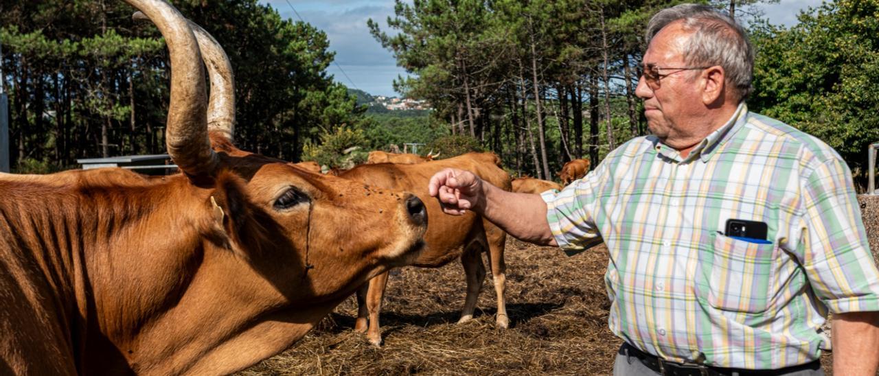 Manuel Castro, presidente de los comuneros, junto a las vacas. |   //  FDV