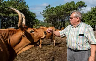 Las "vacas desbrozadoras" se abren camino