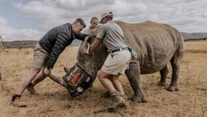 Científicos manipulan un rinoceronte para aplicarle el radiosótopo