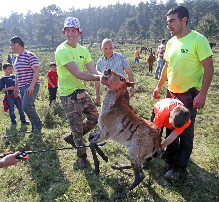 Los ganaderos sanean 300 caballos ante un millar de personas en el primer curro del año en Oia