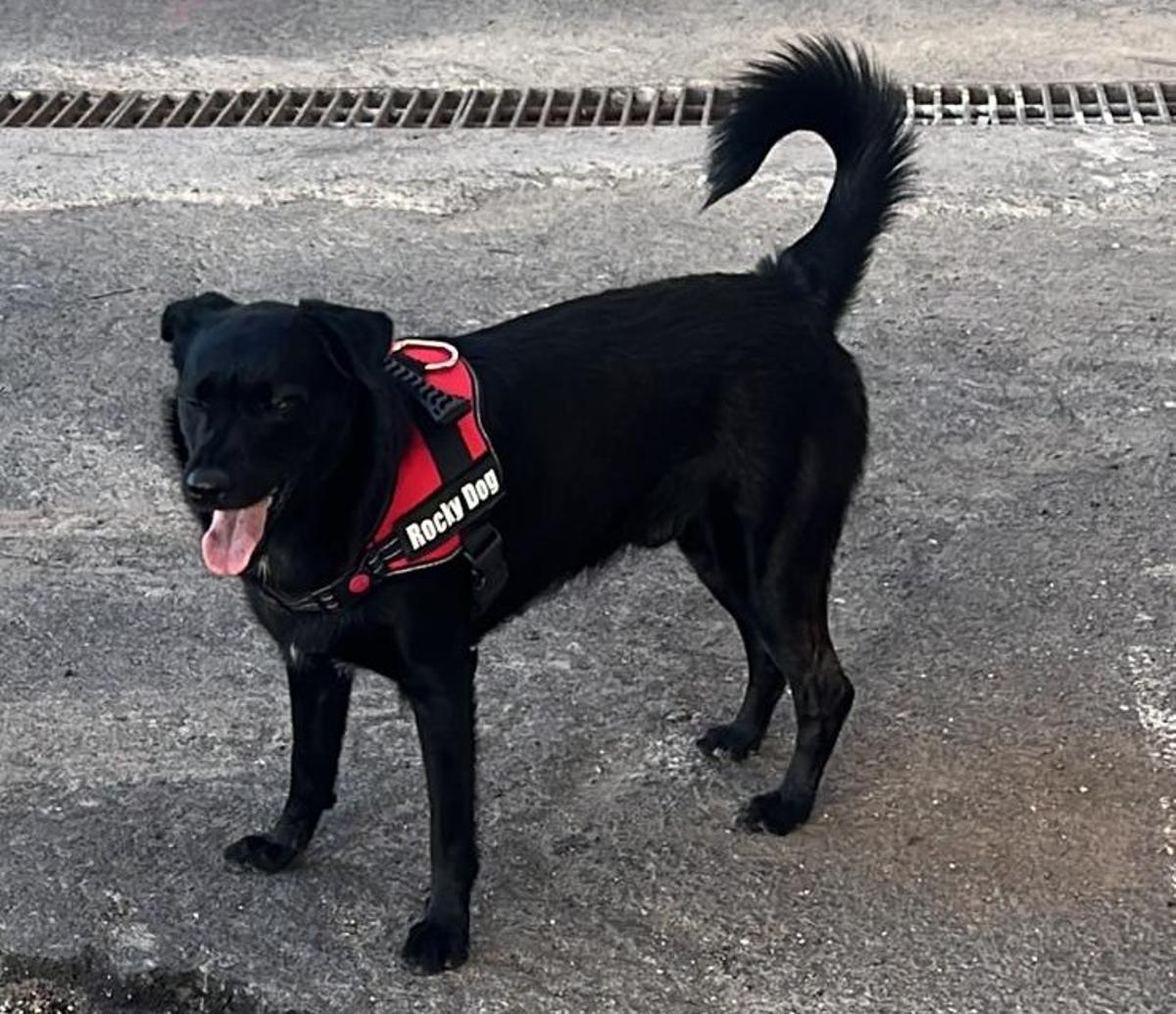 Baloo, perro perdido en la zona de El Púlpito