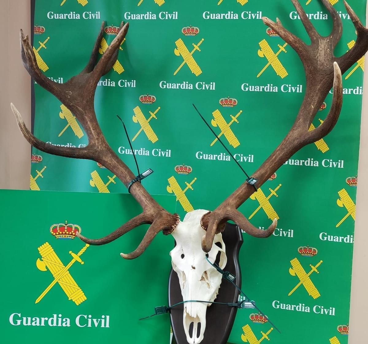 "Trofeo" encontrado por el SEPRONA.