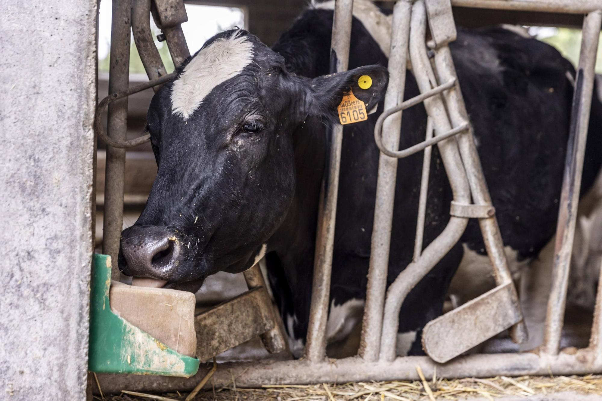 En imágenes | Un viaje por el drama de las vacas de Tineo