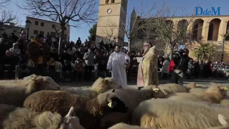 Sant Antoni 2020: Muro feiert die Tiersegnungen