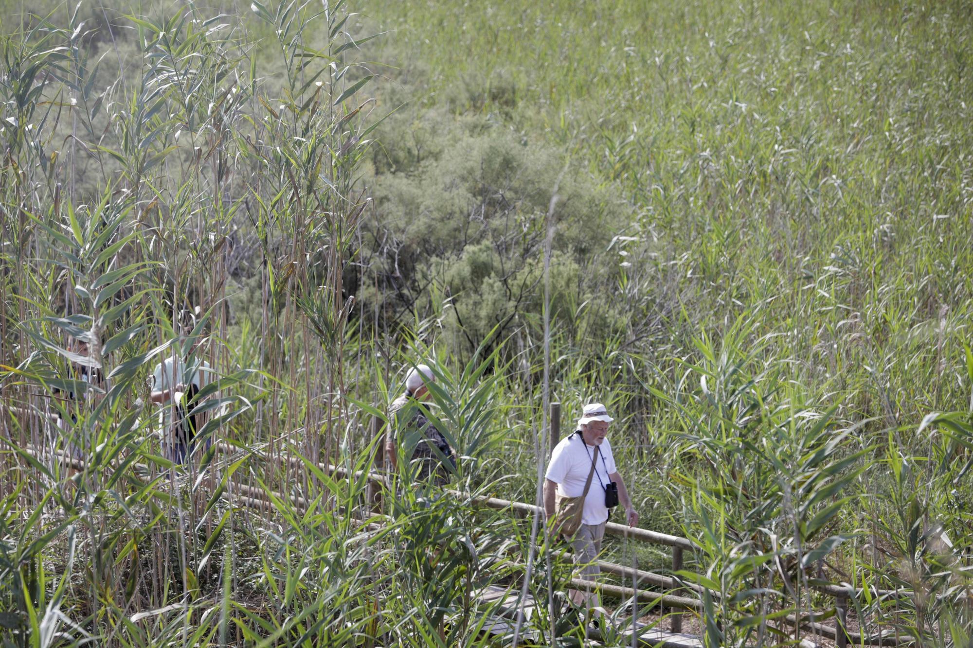 S’Albufera de Mallorca agoniza: Ganan los intereses hoteleros y agrícolas