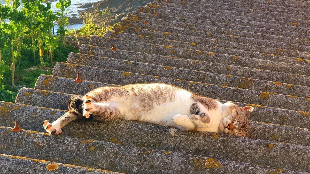 Imagen de archivo de un gato tomando el sol en un tejado.