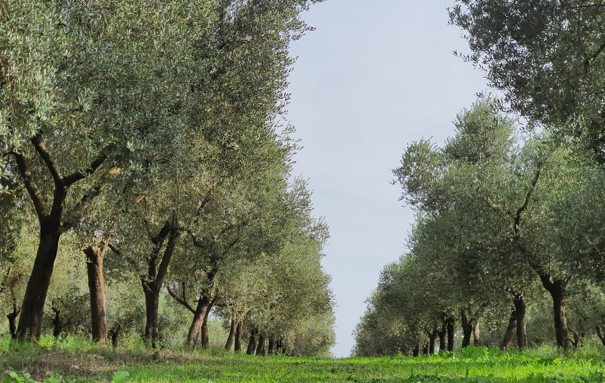 Olivenhain auf Mallorca