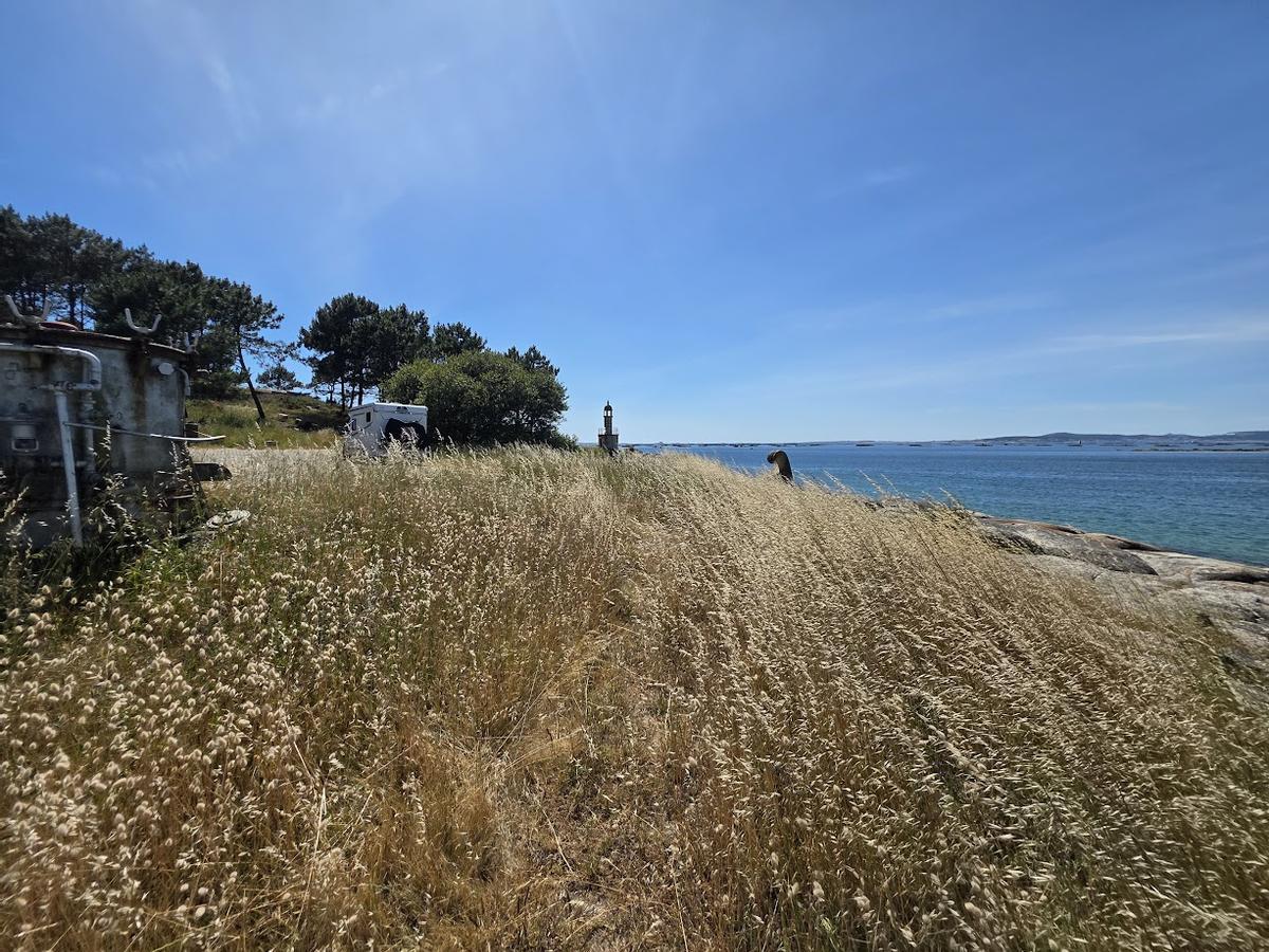 Las malas hierbas que crecen en Punta Moreiras.