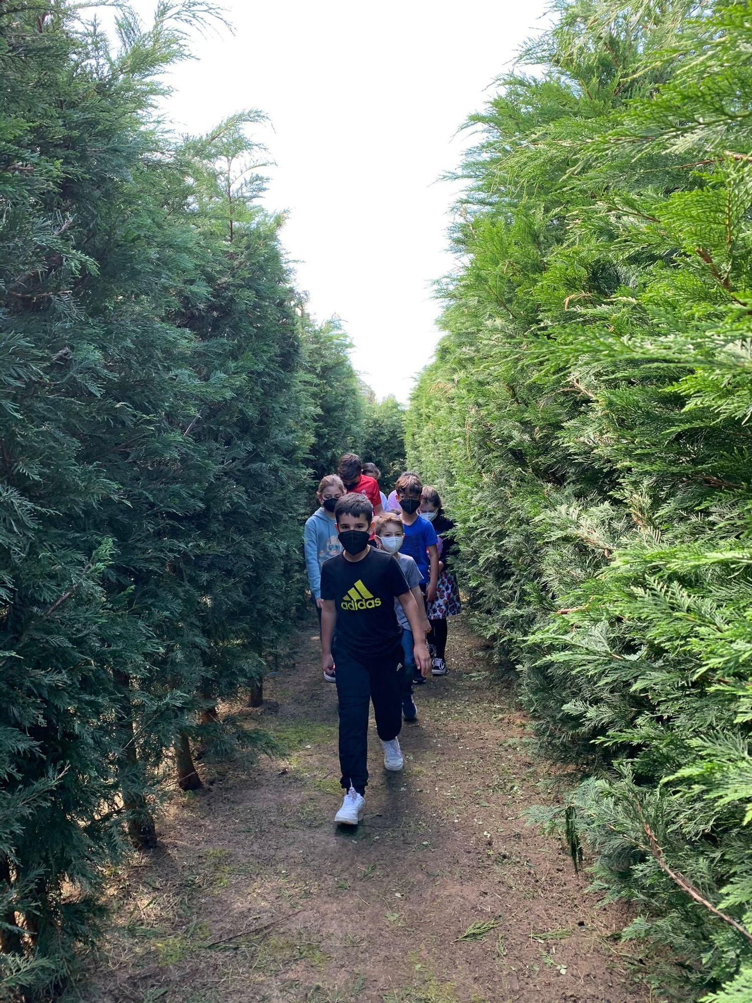 Un laberinto vegetal en Llanes aspira a ser el mayor de España