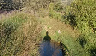 Pedra Amarrada limpia de plantas invasoras la Lagoa de Vilariño