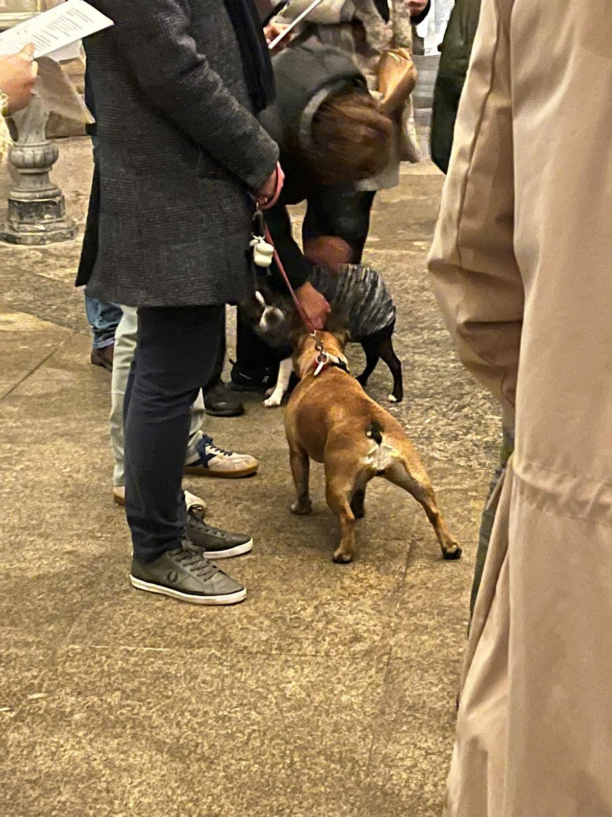 Bendición de animales por San Antón en Santiago