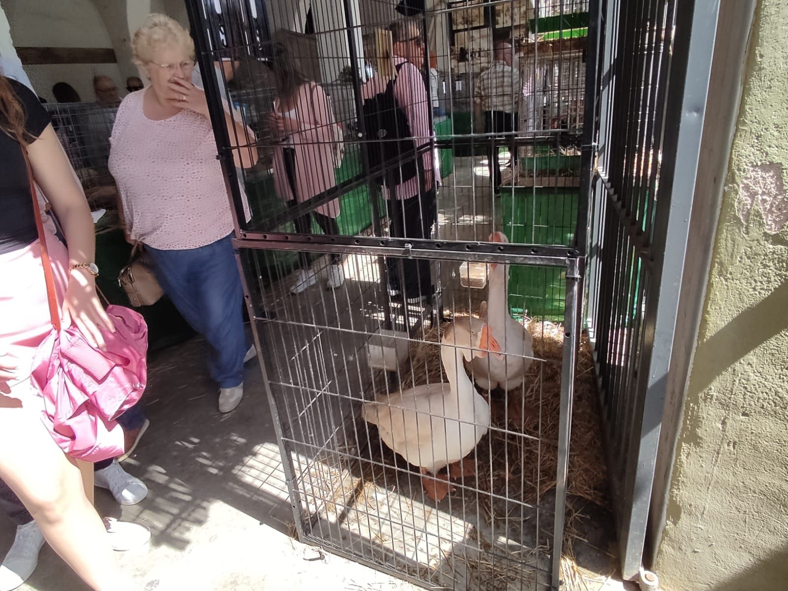 La Fira de Sineu, en imágenes