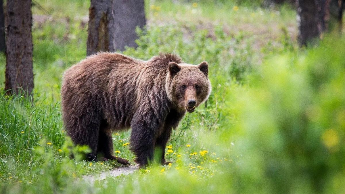 El oso 'greezly', especie emblemática de EEUU, deja de estar protegido de forma efectiva