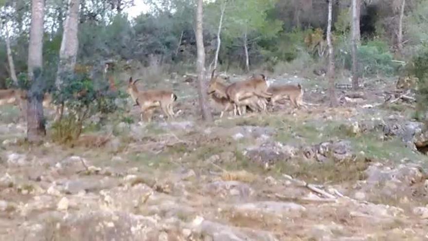 Rebaños de hasta 25 cabras deambulan junto a Sumacàrcer