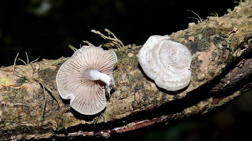 Entoloma vilaboense, nueva especie micológica