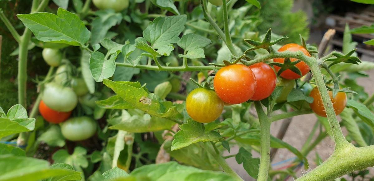 Tomateras