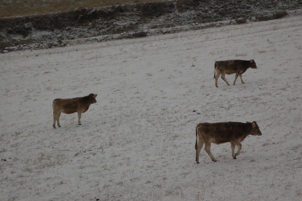 Nevada a la Cerdanya, Ripollès i Selva (1/12/2017)