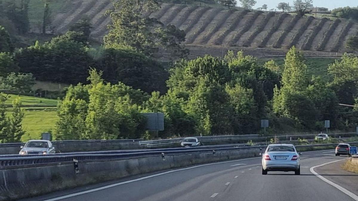 Otra plantación de aguacates en Siero.