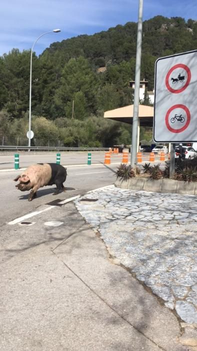 Sorpresa por unos cerdos que deambulaban cerca del túnel de Sóller