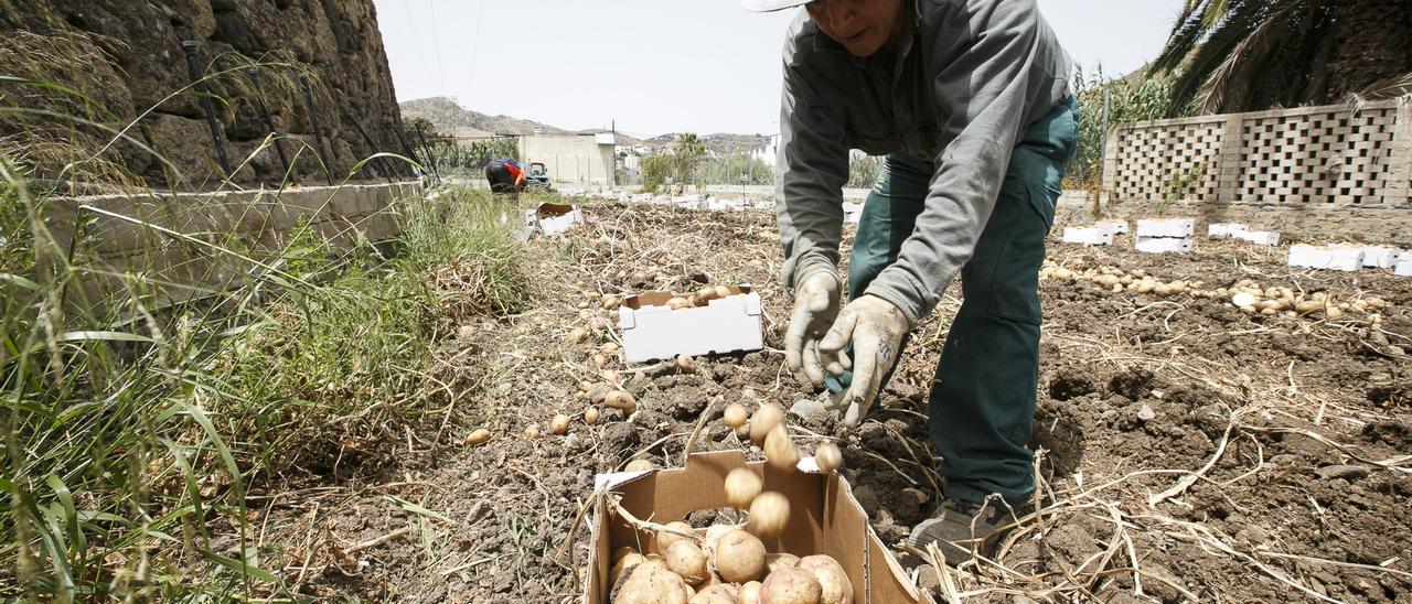 Recogida de papas en una finca de San Lorenzo.