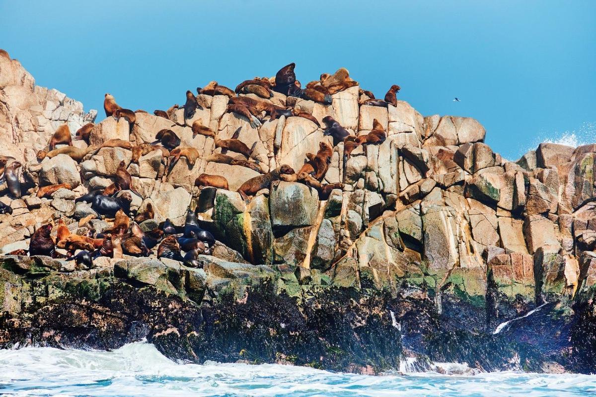 Lobos marinos en el islote Lobería