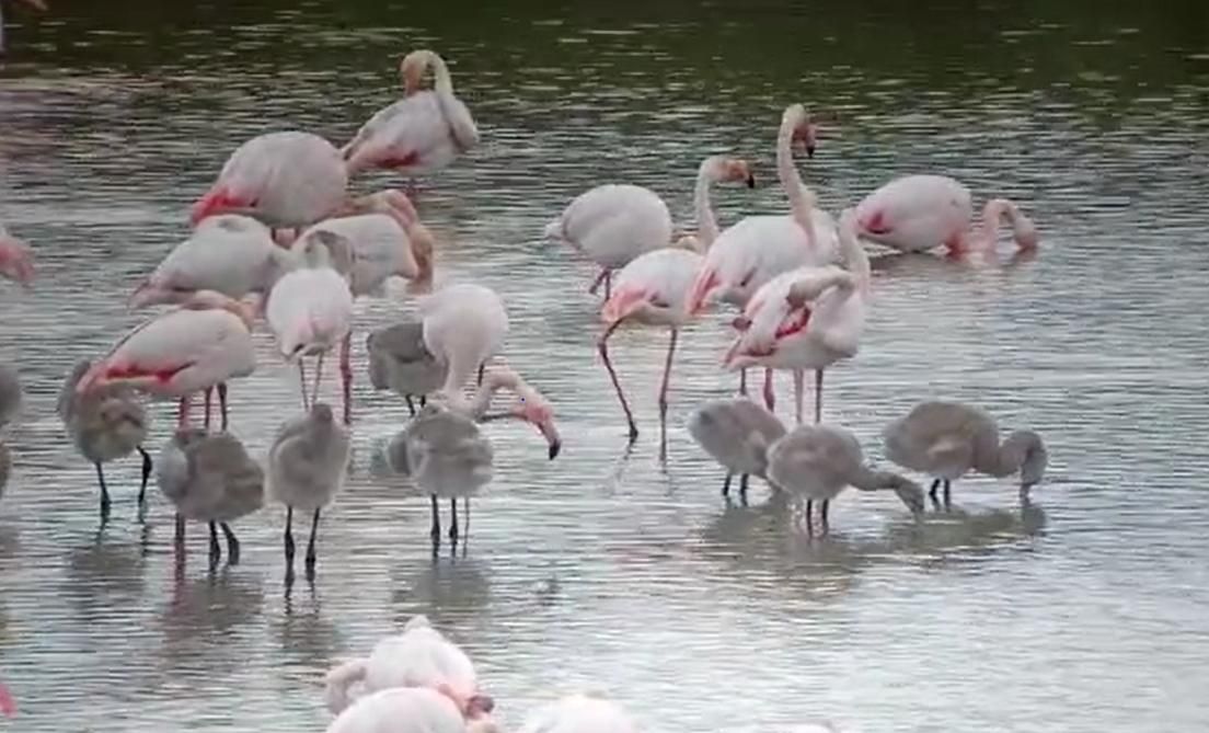 Así crecen los flamencos de l'Albufera