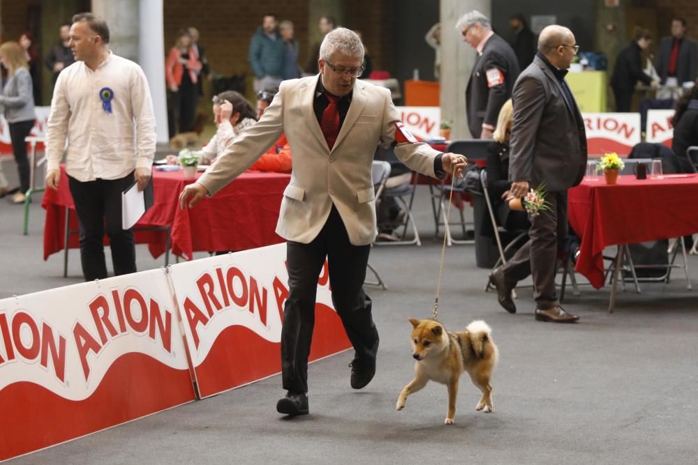 Expocanina 2018