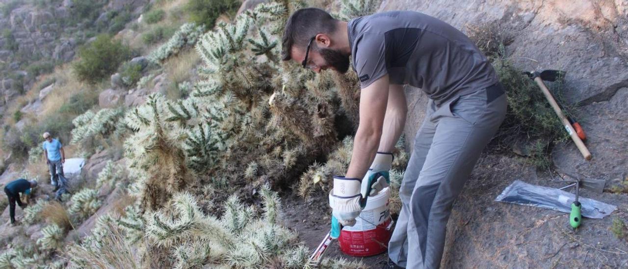 Voluntarios del Grupo Oriolano de Montañismo han llegado a recoger más de 4.000 kilos.