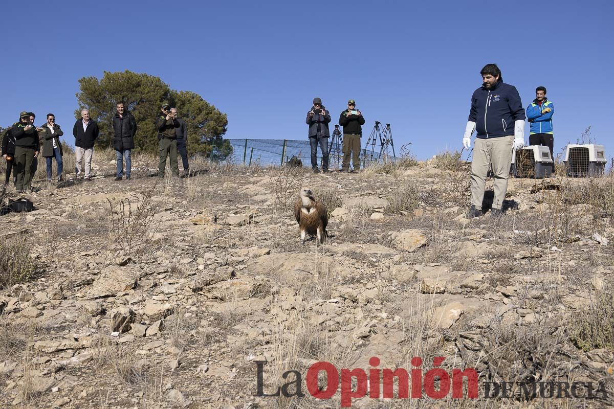 Suelta de dos buitres leonados en la Sierra de Mojantes en Caravaca