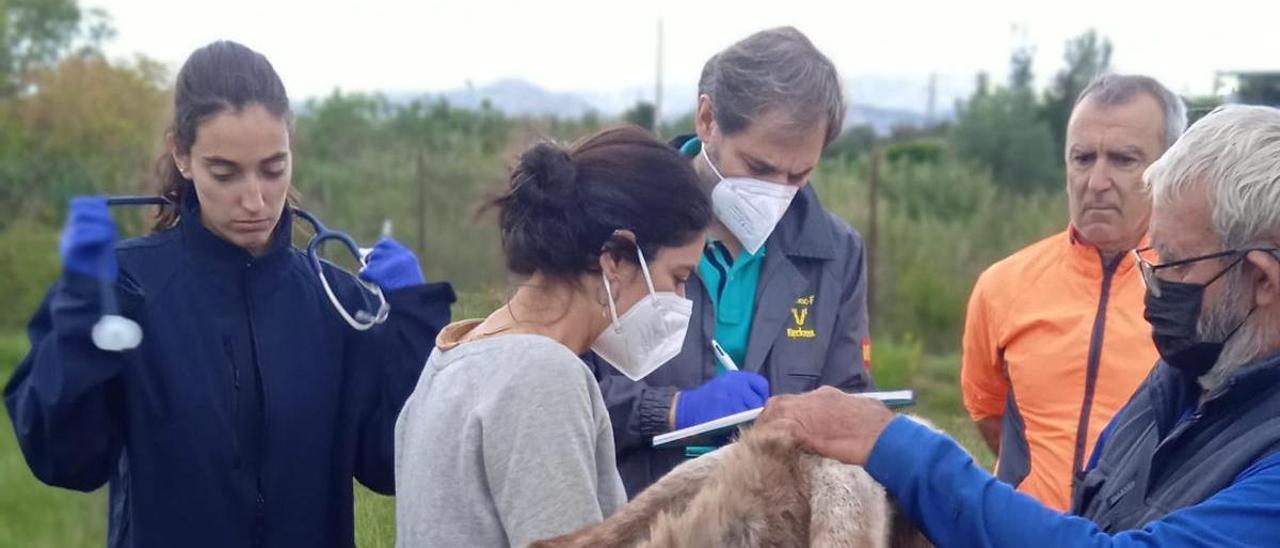 Veterinarios analizaron a burros supervivientes, con la presencia del investigado director del Desert (con chaqueta naranja).