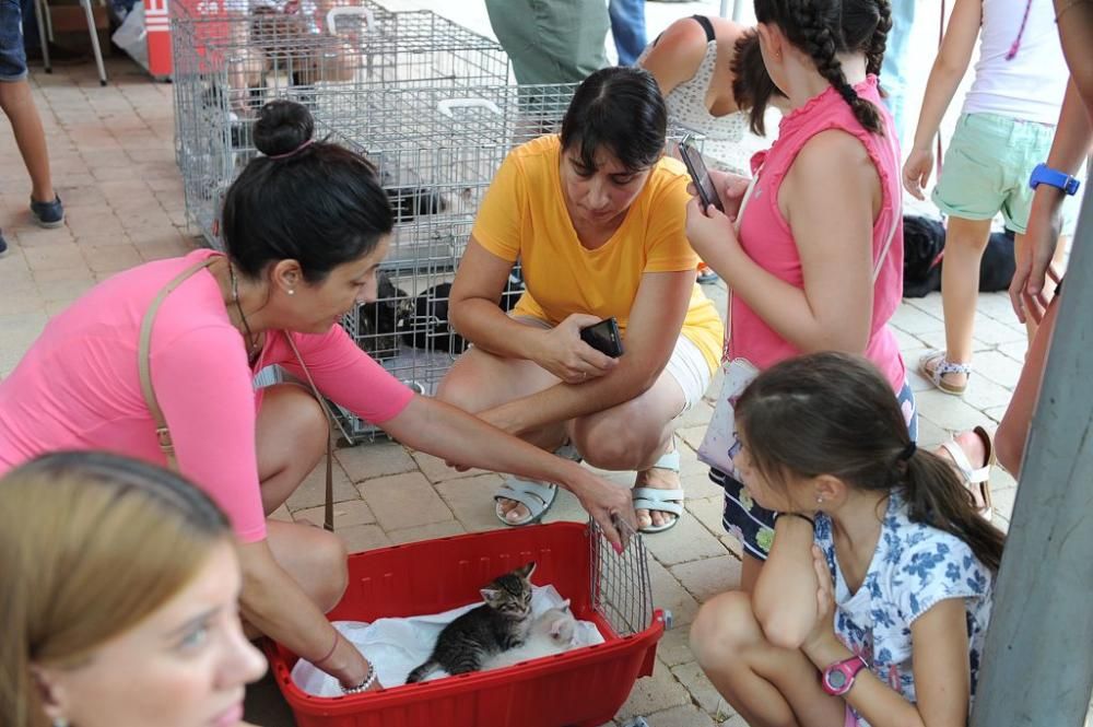 Muestra de mascotas en La Fama