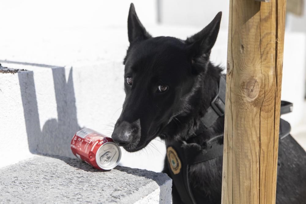 La Unitat Canina de la Policia Local de Lloret de Mar, en acció