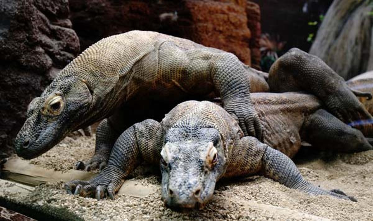 El Dragó de Komodo s’aparella.