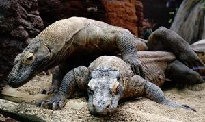 El Dragó de Komodo s’aparella.
