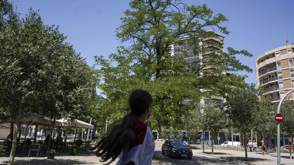Arbres a l’entorn de la plaça de la Bonavista de Manresa