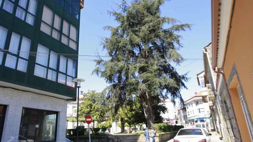 El abeto de la plaza Ángel Urzáiz, en pleno centro de Gondomar. // José Lores